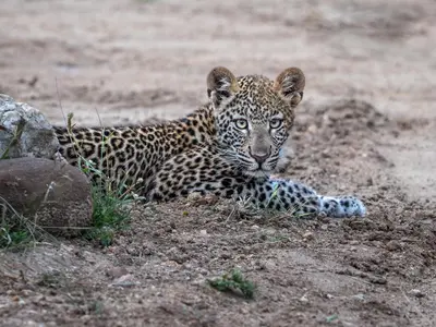 a jaguar laying on the ground in the dirt at Ukanyi Private Luxury Villa in Hoedspruit