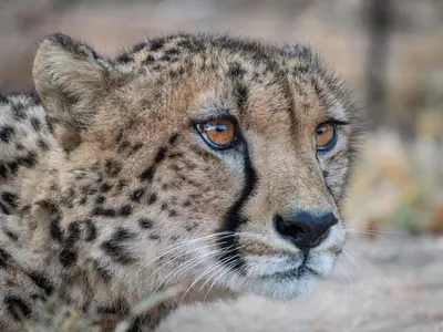 a close up of a cheetah with orange eyes at Ukanyi Private Luxury Villa in Hoedspruit