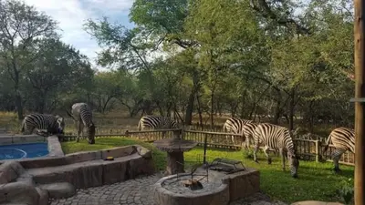 a group of zebras grazing in the grass near a fence at 4609 Ratel in Marloth Park