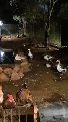 a group of ducks in a pond at night at The Captain in Pretoria