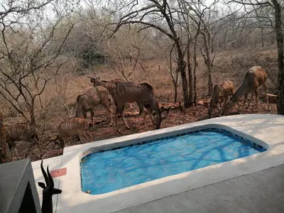 a herd of animals standing next to a swimming pool at Bushbuck Rest in Marloth Park