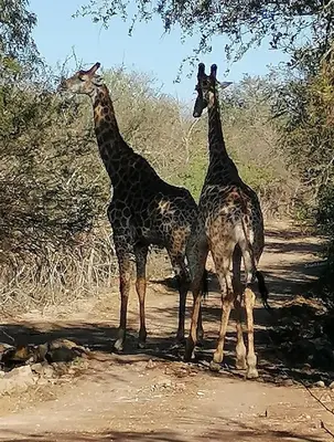 two giraffes are standing on a dirt road at Bushbuck Rest in Marloth Park