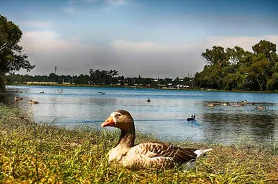 a duck sitting in the grass next to a lake at Lakeview Boutique Hotel & Conference Center in Benoni