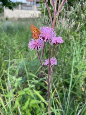 a butterfly sitting on top of a purple flower at Waterkloof Nature Reserve Studio Apartment in Pretoria