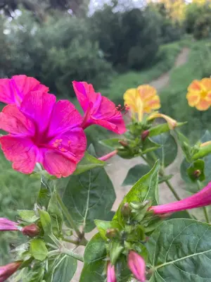 a group of pink and yellow flowers on a path at Waterkloof Nature Reserve Studio Apartment in Pretoria