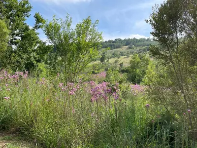 a field of grass with purple flowers and trees at Waterkloof Nature Reserve Studio Apartment in Pretoria