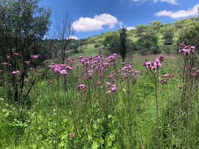 a field of pink flowers in a field of grass at Waterkloof Nature Reserve Studio Apartment in Pretoria