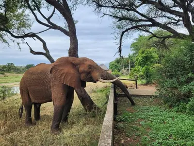 an elephant standing in the grass next to a fence at River Cottage Lodge in Malelane