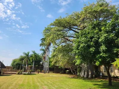 a tree in the middle of a grass field at River Cottage Lodge in Malelane