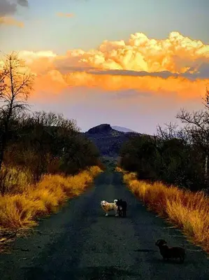 two cows standing in the middle of a road at Waterberg Hideaway in Thabazimbi