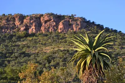 a palm tree in front of a mountain at Waterberg Hideaway in Thabazimbi
