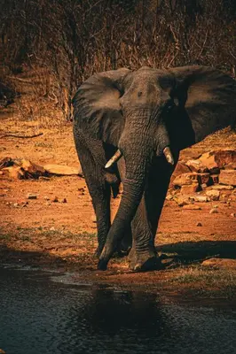 an elephant standing next to a body of water at Ilanga Lodge Welgevonden Game Reserve in Welgevonden Game Reserve