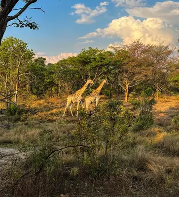 a group of three giraffes walking in a field at Ilanga Lodge Welgevonden Game Reserve in Welgevonden Game Reserve