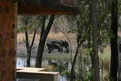 an elephant walking in the grass near a body of water at Ilanga Lodge Welgevonden Game Reserve in Welgevonden Game Reserve