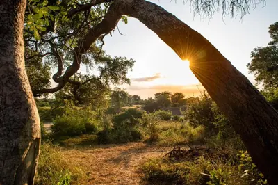 a tree with the sun shining through it at Kruger Untamed - Tshokwane River Camp in Skukuza