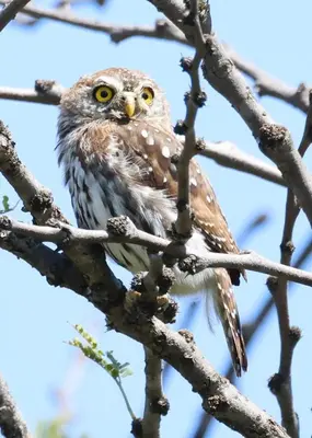 an owl is sitting on a tree branch at Loskop Serene Bush Cabin in Winterkamp