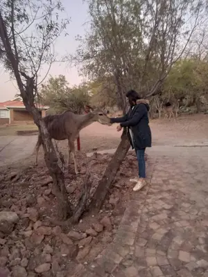 a woman standing next to a tree with a donkey at Loskop Serene Bush Cabin in Winterkamp