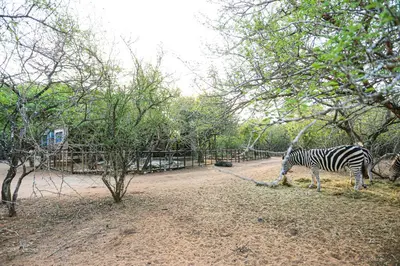 a zebra standing in the middle of a dirt road at SouthernCross@Kruger in Marloth Park