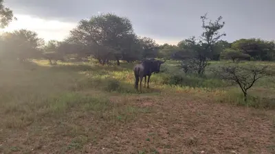 a horse standing in a field of grass at Unathi Game Lodge in Tshwee