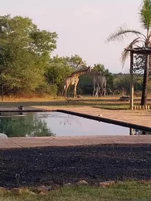 two giraffes are standing next to a pool of water at Unathi Game Lodge in Tshwee