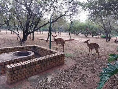 two giraffes standing next to a brick wall at Unathi Game Lodge in Tshwee