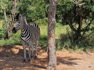 a zebra standing next to a tree on a dirt road at Thandolwami Bushlodge in Hoedspruit