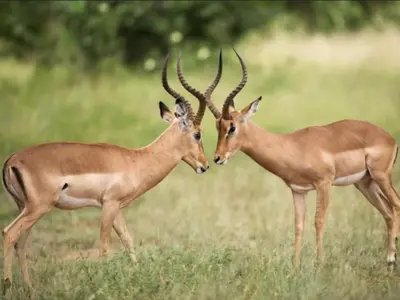 two antelopes standing next to each other in a field at Thandolwami Bushlodge in Hoedspruit