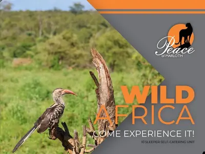 a bird sitting on top of a tree at Peace of Marloth in Marloth Park