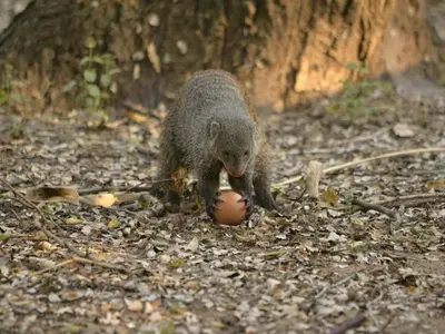 a small animal playing with a ball on the ground at Peace of Marloth in Marloth Park