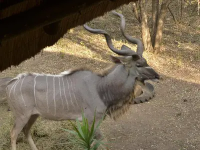 a gazelle with long horns standing next to a building at Peace of Marloth in Marloth Park
