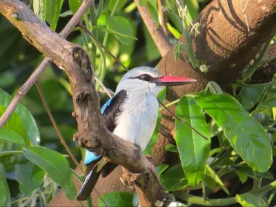 a bird with a red beak sitting on a tree branch at 46 Welgevonden in Dinokeng in Dinokeng Game Reserve