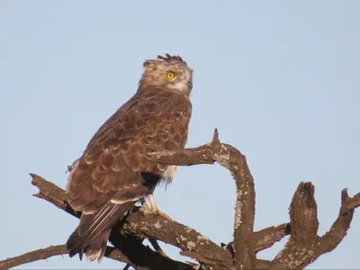 a brown bird perched on top of a tree branch at 46 Welgevonden in Dinokeng in Dinokeng Game Reserve