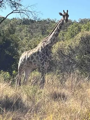 a giraffe standing in a field of tall grass at Hakuna Matata-Bela Bela in Moheme