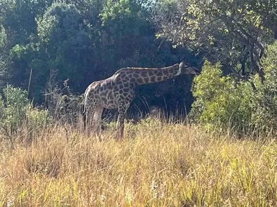a giraffe eating leaves from a tree in a field at Hakuna Matata-Bela Bela in Moheme