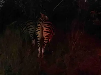 two zebras standing next to each other in a field at Hakuna Matata-Bela Bela in Moheme