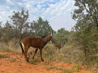 an animal with long horns walking on a dirt road at Hakuna Matata-Bela Bela in Moheme