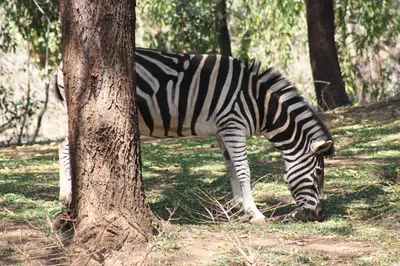 a zebra grazing in the grass next to a tree at House On Blyde in Kampersrus AH