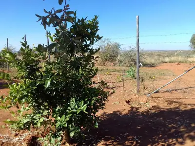 a tree in the middle of a dirt field at KGOLA SAFARIS in Rosslyn