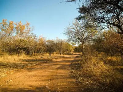 a dirt road in the middle of a field with trees at Mokuru Private Nature Reserve in Brits