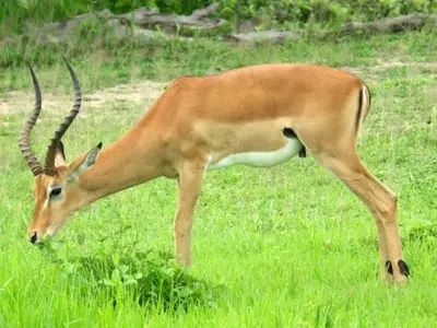 a gazelle grazing in a field of grass at Mokuru Private Nature Reserve in Brits