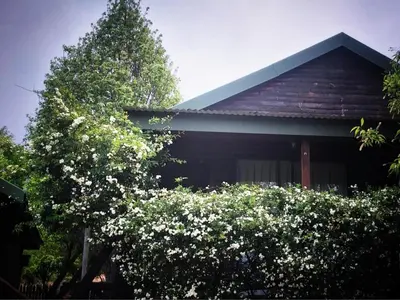 a house with a tree and a bush with white flowers at Cinnamon & Sage Country Cabins in Dullstroom