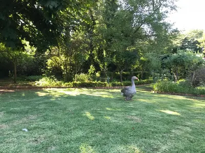 a duck standing in the grass in a yard at Highland Rose Country House Spa in Dullstroom