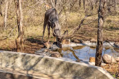 a antelope drinking water from a stream in the woods at Blue Goose Bush Retreat in Marloth Park