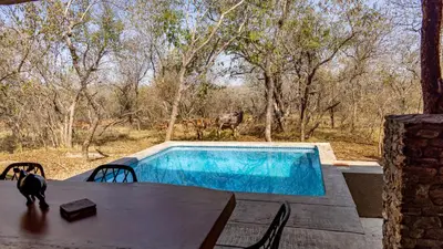 a cat sitting on a table next to a swimming pool at Blue Goose Bush Retreat in Marloth Park