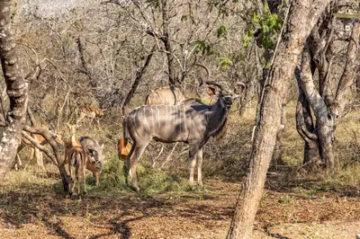 a goat and a dog standing in the woods at Blue Goose Bush Retreat in Marloth Park