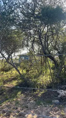 a tree with branches in a field of grass at Kings view exclusive villas (KVEV) in Pretoria-Noord