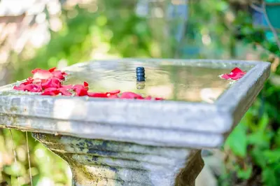 a bird bath with red flowers in it at Zebrina Guest House in Nelspruit