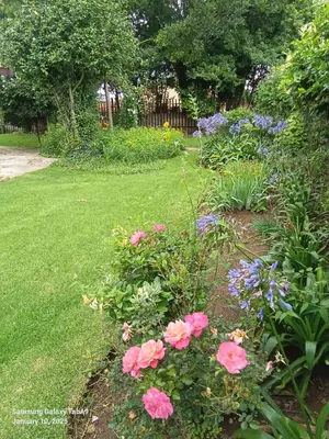 a garden with pink and purple flowers in a yard at Oteng Guest House in Belfast