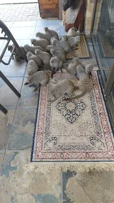a group of squirrels on a rug on a floor at Woodpecker Villa Guesthouse in Thabazimbi