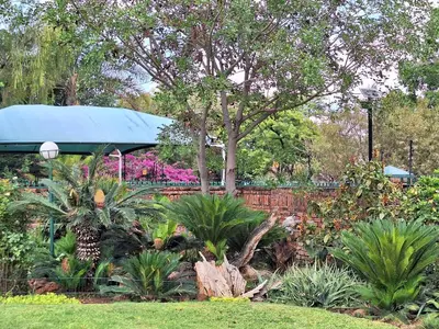 a garden with a tree and some plants at Emani Guest House in Mokopane